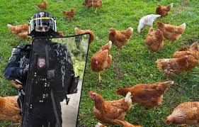 Yaël Braun-Pivet va-t-elle choir du Perchoir pour une histoire de poules et de poulets?