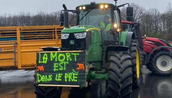 Quand la campagne dérange : un agriculteur au tribunal pour avoir nourri ses bêtes trop tôt