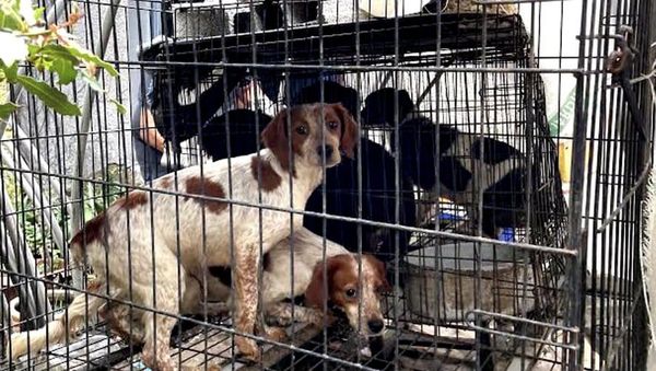 Avachissement français : que nous explique la théorie de l'impuissance acquise ?