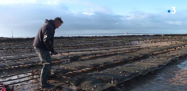 Île d’Aix : la cabane ostréicole survivra-t-elle à la crise ?