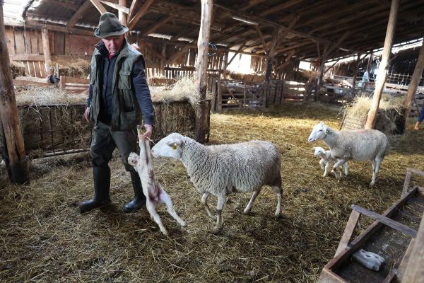 Le retraité qui donne un coup de main à la ferme: redressement à la clé