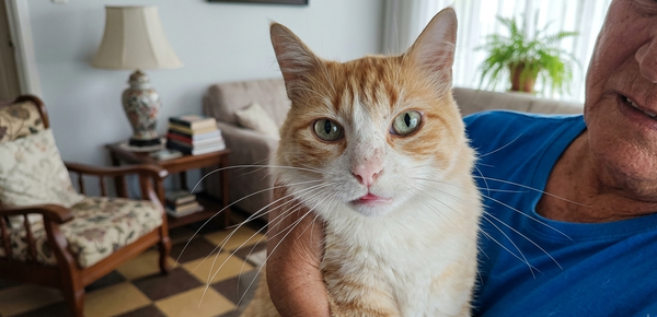 Agde: un chat traîné en justice parce qu’il saute une clôture