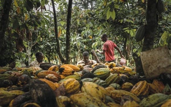 La loi anti-déforestation de Bruxelles qui étrangle les petits producteurs de café et de cacao