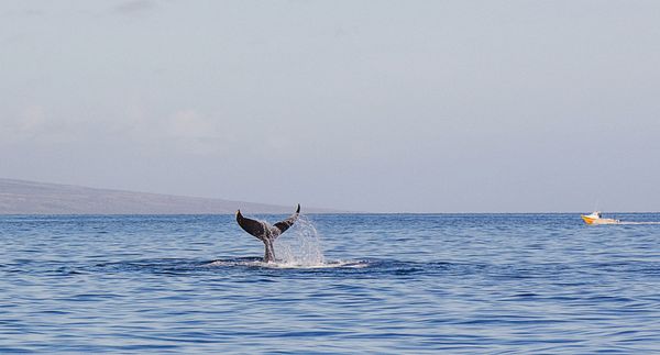 Comment Macron va rouler la CFDT dans la farine