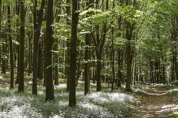 [PAYANT] Acheter du bois en vue du Grand Collapse ? Une idée qui a de l’avenir…