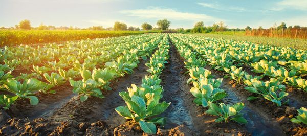 [PAYANT] Pourquoi l’explosion des prix agricoles à la production doit nous inquiéter