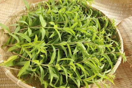 La verveine, un allié santé star !