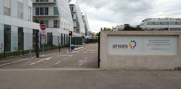 L’Anses juge toxiques les masques FFP2 au graphène