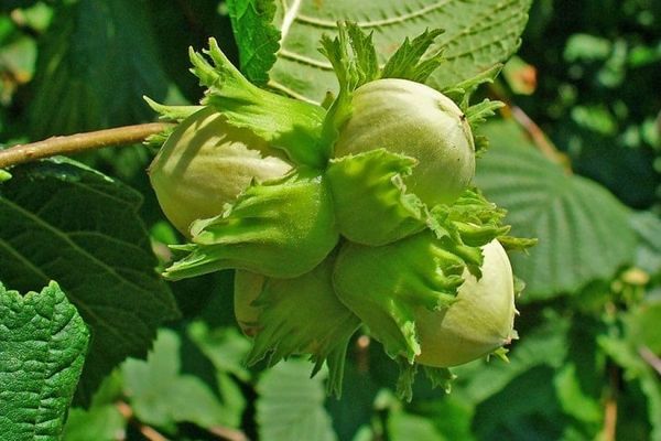 [PAYANT] 2022 : l’année des premières pénuries alimentaires… mais lesquelles ?