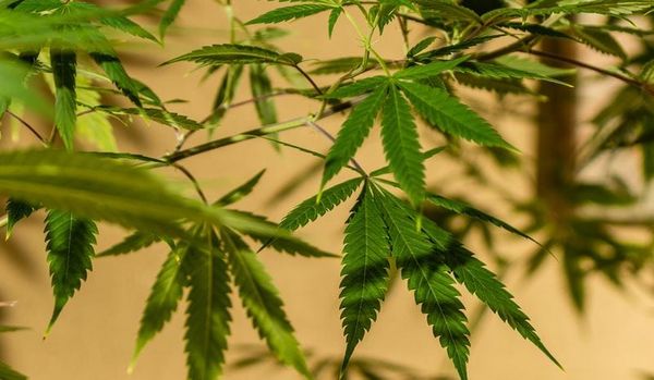 France Cannabis : fume, c’est du NUPES ! par Modeste Schwartz