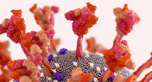 Des chercheurs belges découvrent comment empêcher l’infection au Covid