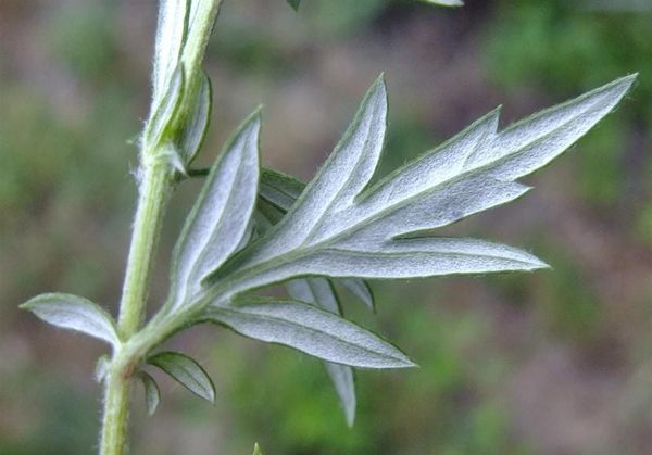 Artemisia vulgaris : le potentiel pharmacologique de cette plante divinatoire