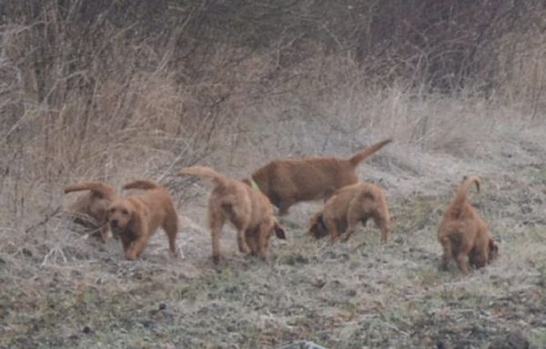 Faut-il vraiment une opposition unie face à Macron et face au Great Reset ?