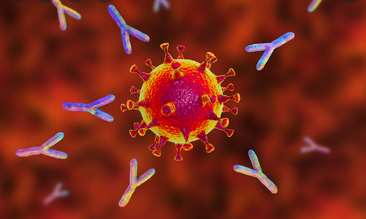 Le rôle des cellules T au cœur de la résistance au Covid