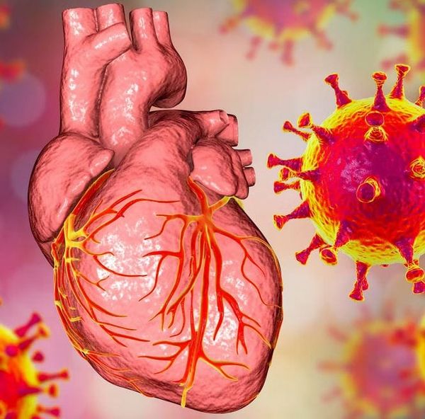 Le mystère des myocardites causées par le Covid bientôt éclairci ?