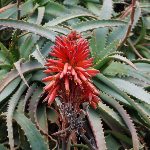 Aloe arborescens : les bienfaits de cet étonnant guérisseur de la nature
