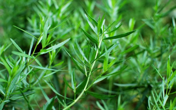 Artemisia dracunculus (estragon) : tous les bienfaits de cette plante médicinale douce et amère