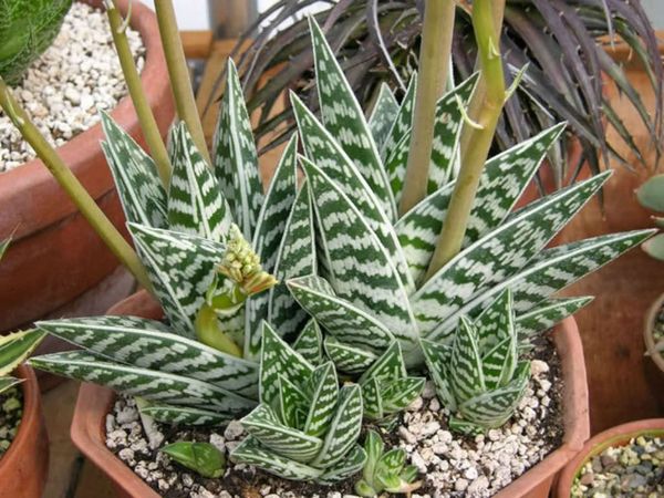 L’Aloès variegata (aloès tigré) a-t-il les mêmes vertus que l’aloe vera ?