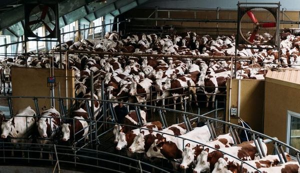 Aux USA, l’élevage industriel pourrait déclencher une nouvelle crise sanitaire –