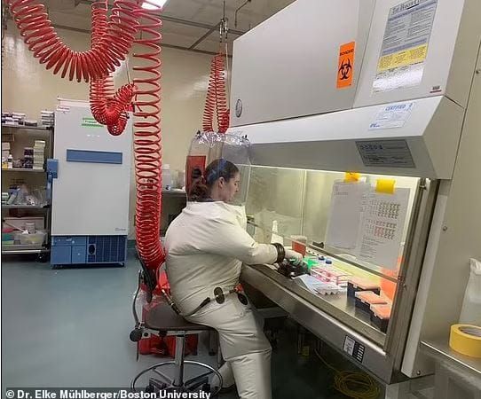 Des chercheurs tentent de justifier la création d’un virus du COVID létal à 80%