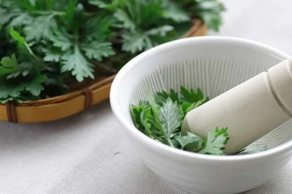 L’armoise japonaise : un allié santé peu connu indispensable au quotidien