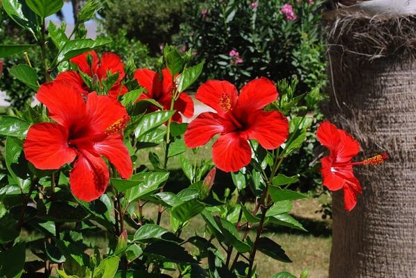 Pourquoi boire du thé à l’hibiscus peut aider à lutter contre la maladie d’Alzheimer ?