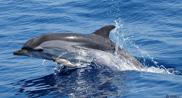 Great Reset : protection des dauphins et disparition de l’homme, par Modeste Schwartz