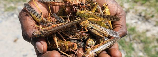 Le sénateur Duplomb (LR) dénonce la farine d’insectes d’Ursula von der Leyen