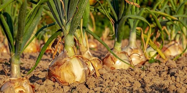 À quel point les oignons peuvent-ils être bénéfiques pour votre santé ?