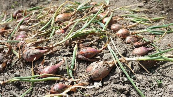 Potager de la sécession : le temps des échalotes, par Frédéric Cadiou