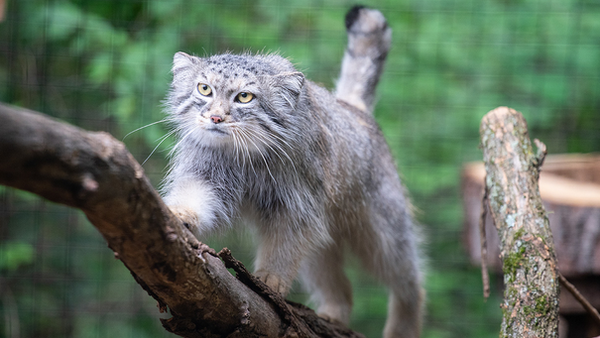 Prenons exemple sur le chat de Pallas ! par Modeste Schwartz