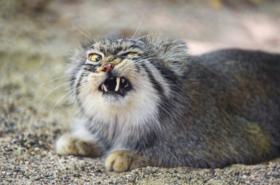 Chine : utilisation des pilules anti-Covid pour soigner des chats