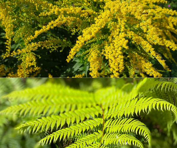 Des plantes sauvages pour soigner le Covid-19