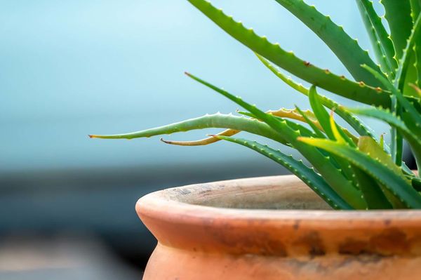 Pourquoi est-il vraiment temps de planter l’aloe vera chez soi ?