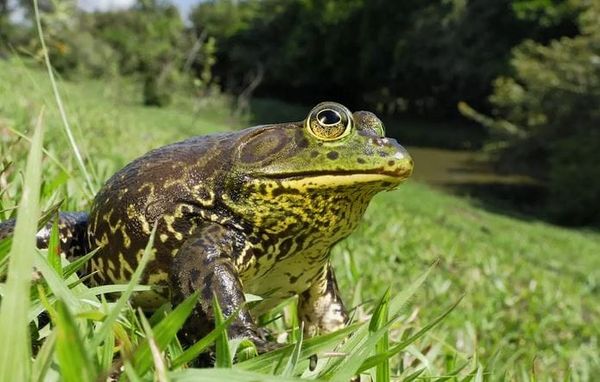 Grenouille taureau : combien d’étoiles Michelin ? par Modeste Schwartz