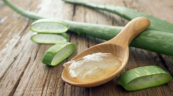 Aloe vera : ​​comment entretenir cette plante médicinale ce printemps ?
