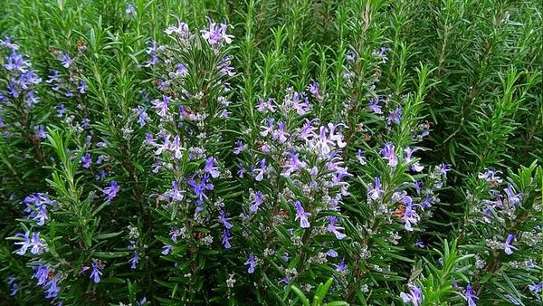 Les semailles dans le potager de la semaine, par Frédéric Cadiou