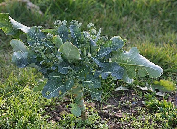 La culture des légumes « fleurs », par Frédéric Cadiou