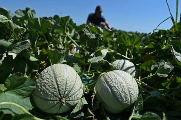 La culture des légumes « fruits », par Frédéric Cadiou
