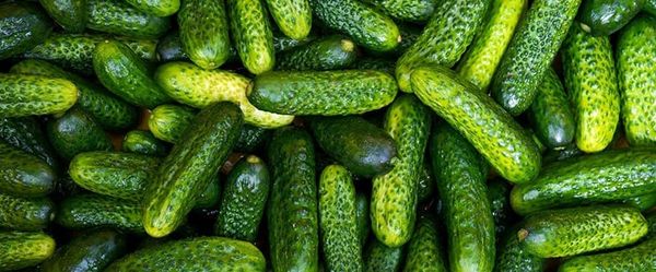 Potager de la sécession : la semaine des semailles, par Frédéric Cadiou