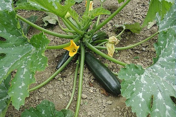 Potager de la sécession : que semer cette semaine ? par Frédéric Cadiou