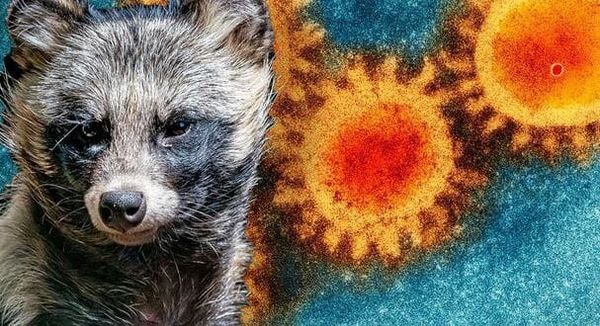 Covid-19 : la thèse sur l’origine animale revient sur la table