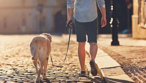 Robert Ménard, biopoliticien de la crotte, par Modeste Schwartz