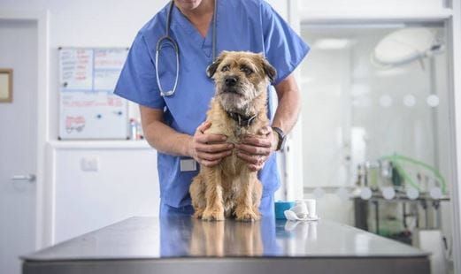 USA : l’hésitation vaccinale chez les propriétaires de chiens gagne du terrain