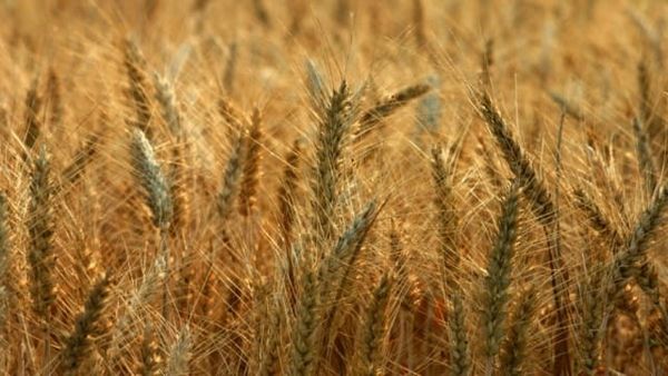 BRICS : Great Reset ou Grande  Libération ?