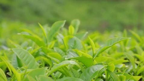 Le thé vert aurait un potentiel thérapeutique contre le covid, selon une étude