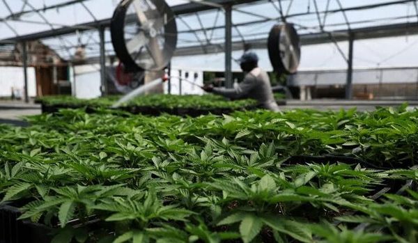 De l’opium pour le peuple ? L’Allemagne interdit le charbon et autorise le cannabis ! par Ulrike Reisner