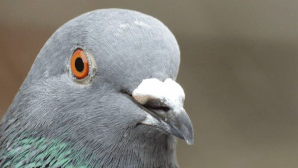 Ukraine: à vouloir briller, Macron est le pigeon des Américains!