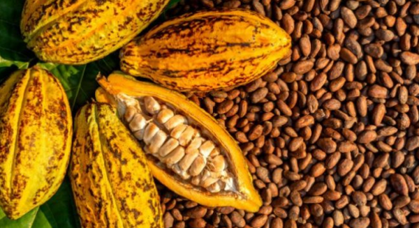 Le chocolat deviendra-t-il un luxe réservé à une élite ?