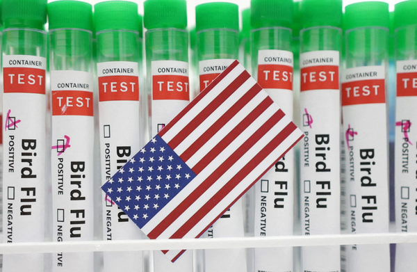 Fausse panique autour du H5N1 : les USA déploient un arsenal vaccinal